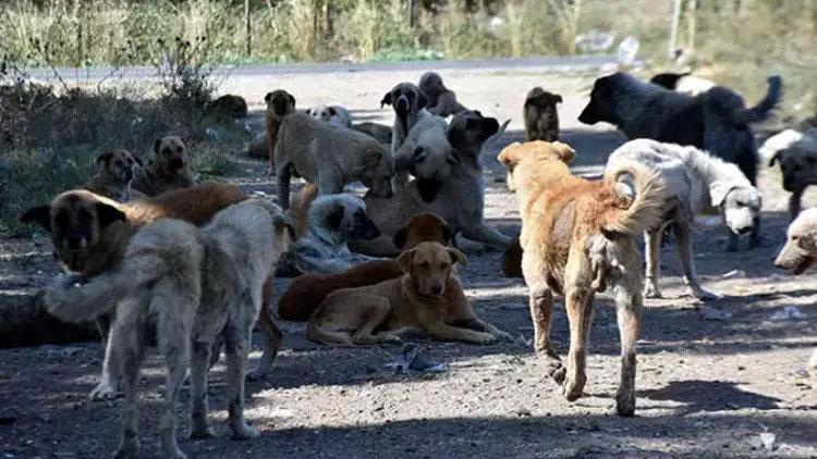 AK Parti 2024 Yerel Seçim Beyannamesi: Detaylar ve Öne Çıkan Başlıklar
