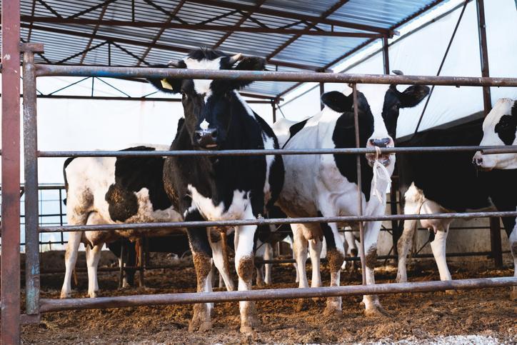 Kurban Bayramı 2024 Tarihleri ve Tatil Süresi